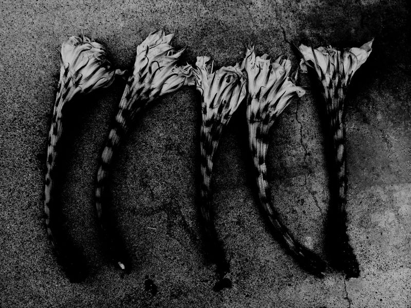 父の誕生日 \"my father\'s birthday\"_c0135780_1251747.jpg