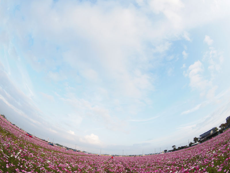 No.198　岐阜県　羽島市　コスモス_b0120889_22491326.jpg