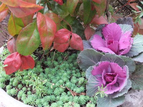 チューリップの花束植え ダブルデッカー 緑のチョーカー