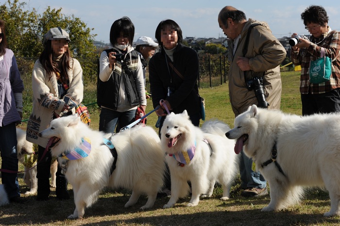 第9回　中部サモエドオフ会のご報告　part2_a0049296_2024669.jpg