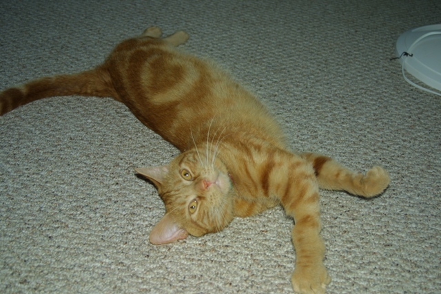 c0062603_13145429.jpg