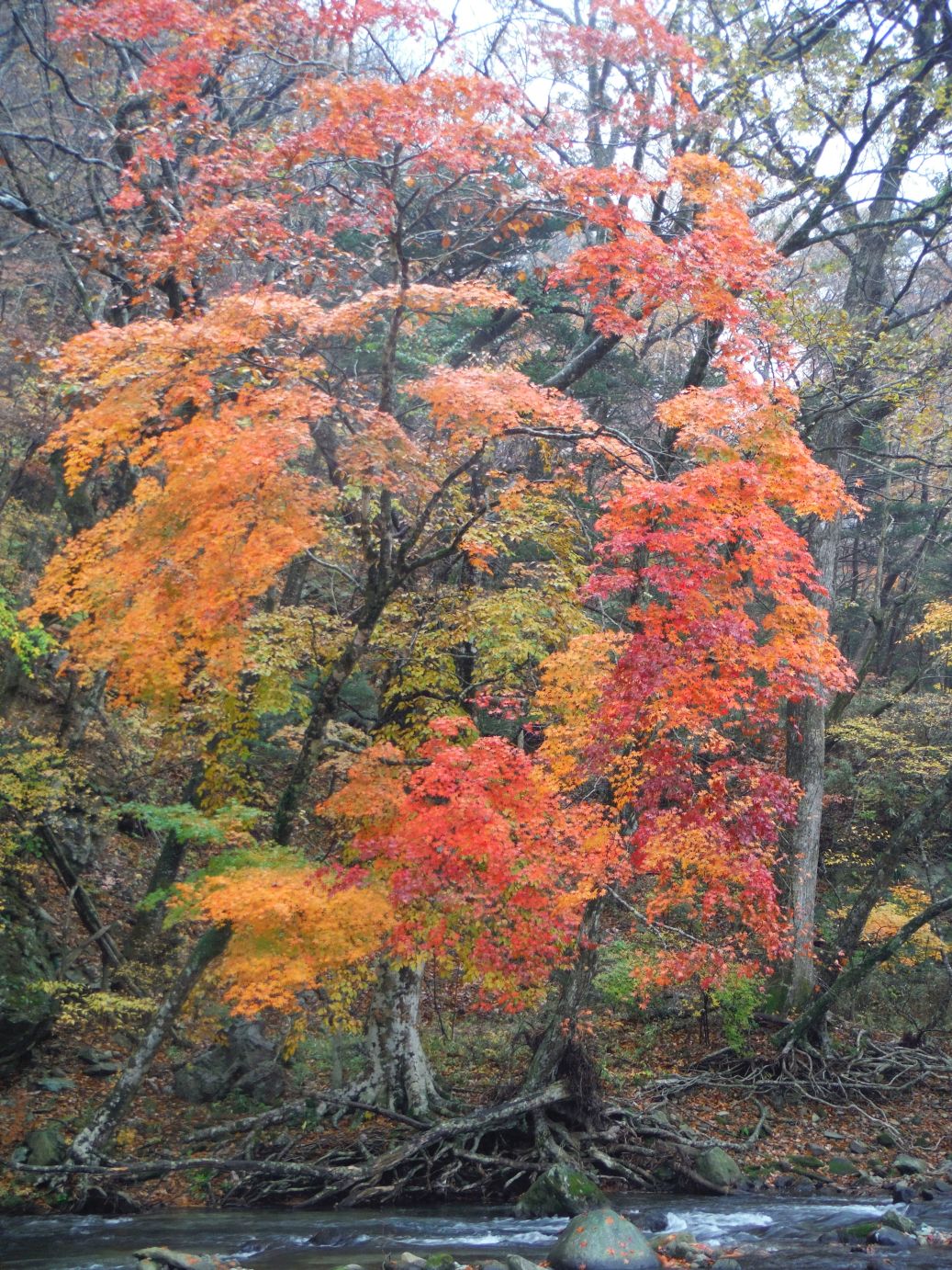 b0172805_315419.jpg