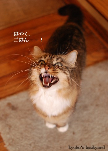 朝ごはん時のそわそわぶり_b0253205_02275530.jpg