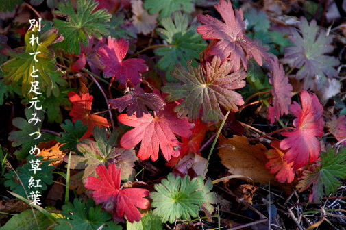 草紅葉_e0099713_22162058.jpg