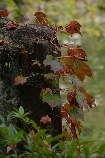 紅葉の季節ですね_a0114714_183475.jpg