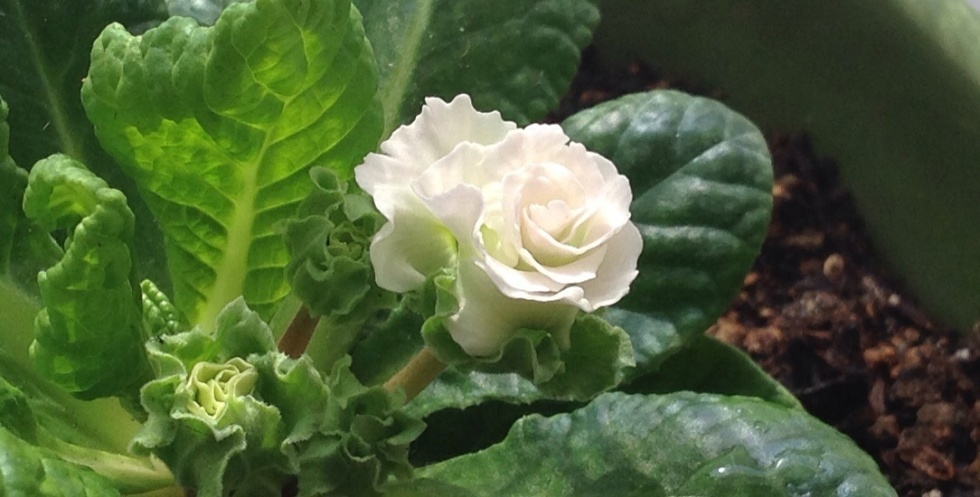 バラ咲きジュリアン の 花 磯 良 の 海 バラ咲きジュリアン の 花 磯 良 の 海