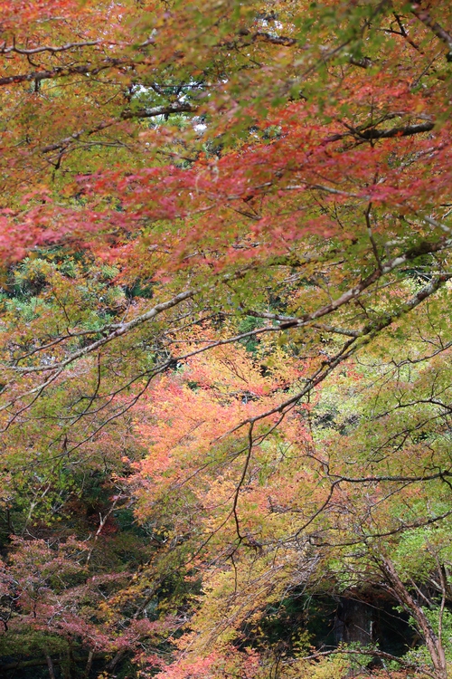 今年も!鳳来寺山「ちゃ・Cafe」_b0220318_11362965.jpg