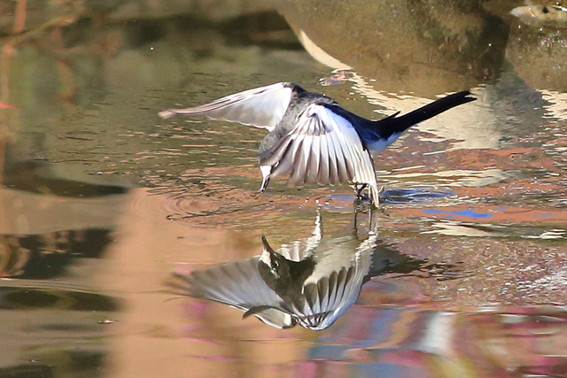 11月１８日の水元公園の野鳥_f0356928_19153071.jpg