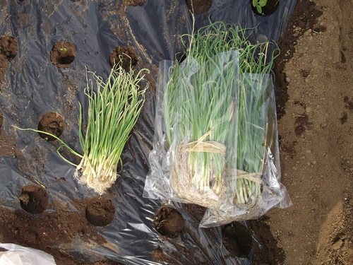 玉ねぎの植え付け...完了ではありませんが_b0137932_13164358.jpg