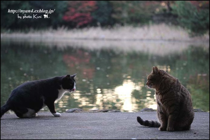 池ねこ達_f0166234_212227.jpg