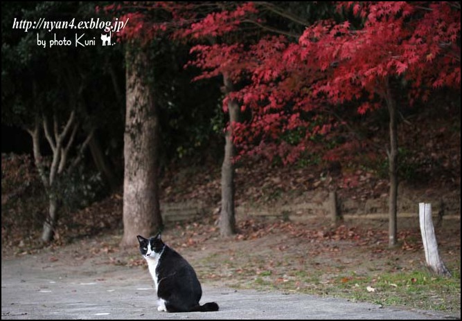 池ねこ達_f0166234_2265364.jpg