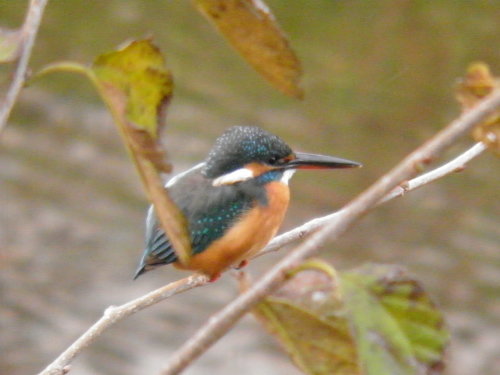 c0338136_23145198.jpg