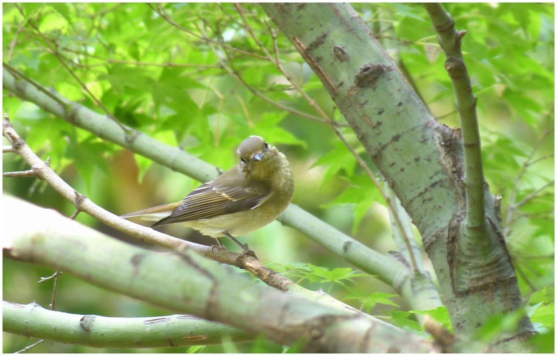 野　鳥_b0312938_05341357.jpg