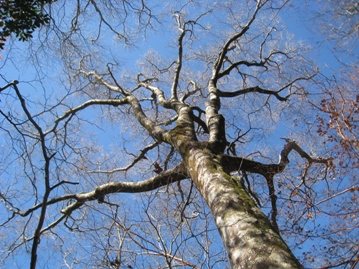 宮崎県　米良の山を２座　　石堂山、天包山_c0077338_5472751.jpg