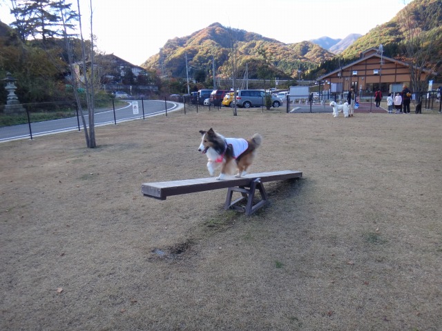 10/11オープン道の駅「あがつま峡」のドッグランへ♪_e0195743_18283061.jpg
