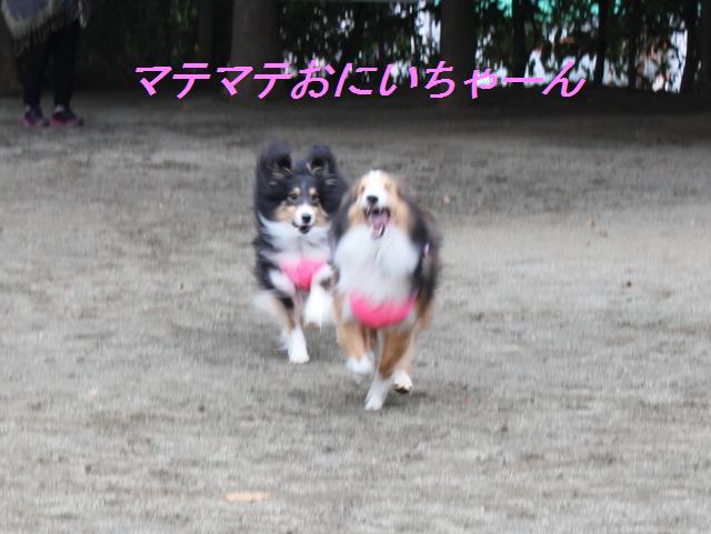 お花屋さんのドッグランへ!_e0195743_1930416.jpg