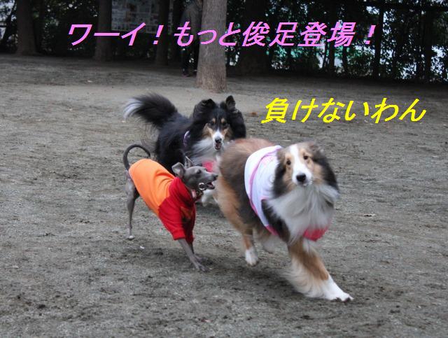 お花屋さんのドッグランへ!_e0195743_19312016.jpg