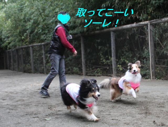 お花屋さんのドッグランへ!_e0195743_19314384.jpg
