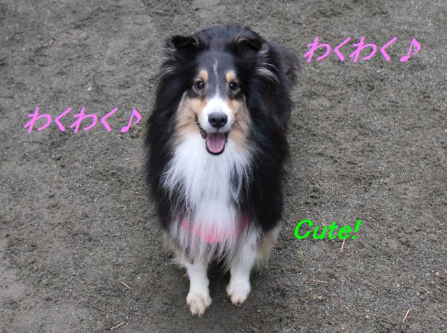 お花屋さんのドッグランへ!_e0195743_1932248.jpg
