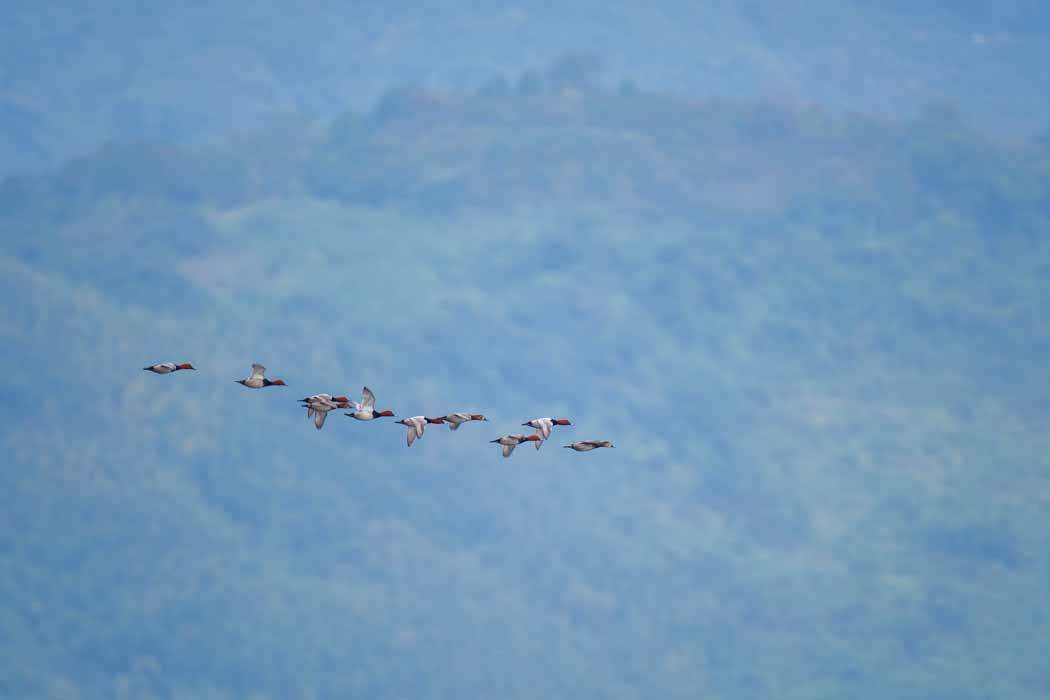 冬鳥のカモたち（白川河口）_d0238245_01544787.jpg