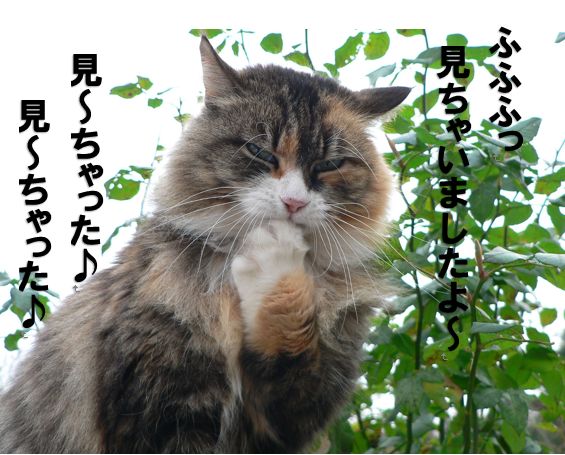 動物の面白写真 北国の母の日記 動物の面白写真 北国の母の日記