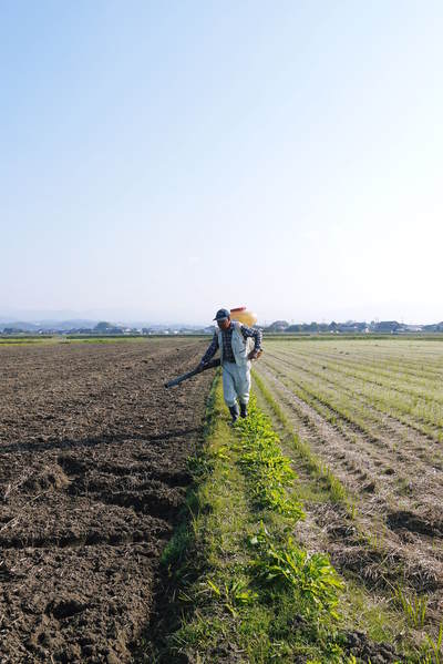 砂田米 来年も美味しいお米を育てるために!その2:れんげの種まきと転圧作業_a0254656_18514534.jpg