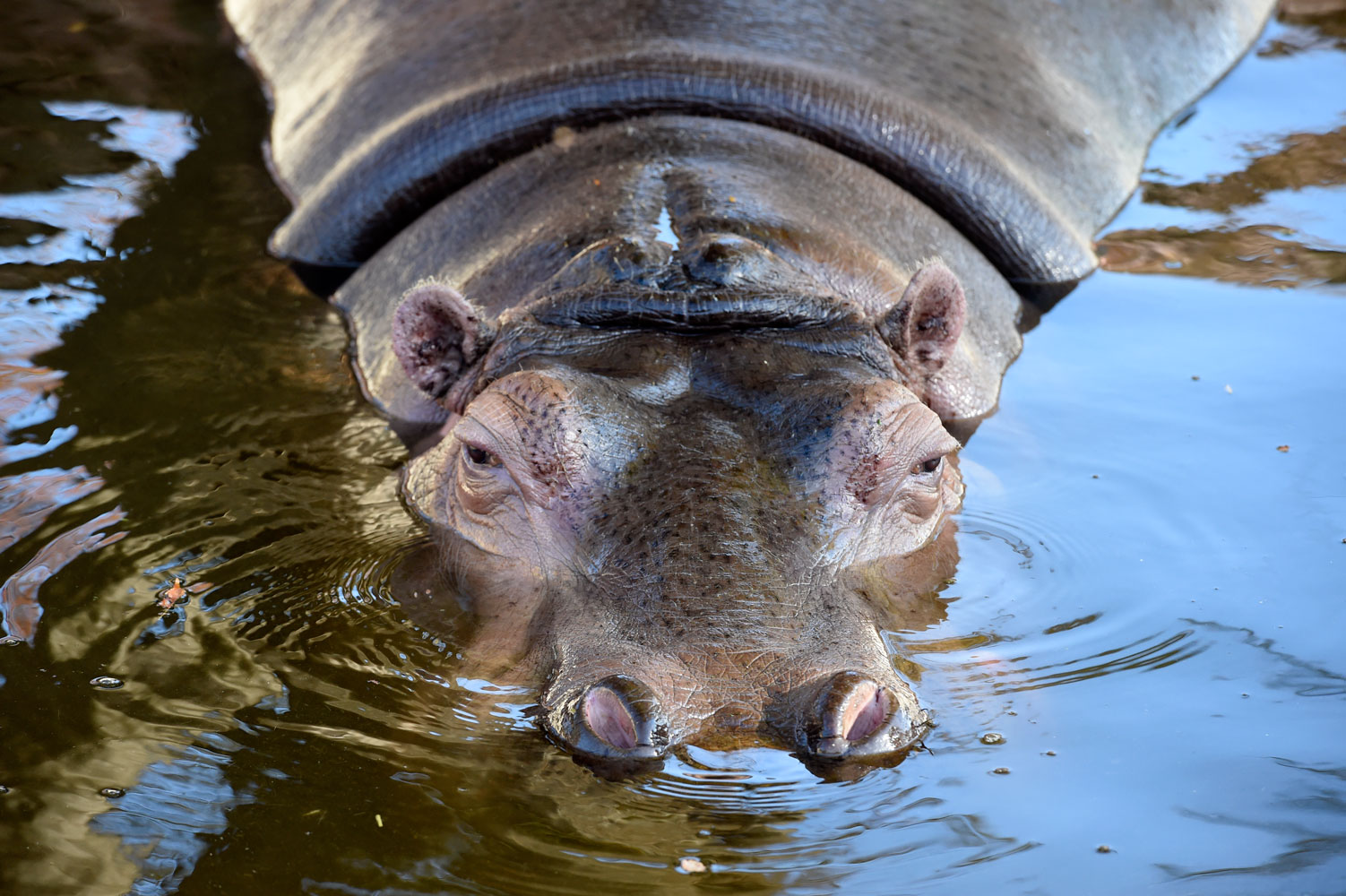 かみねの看板動物は_b0023856_7111962.jpg