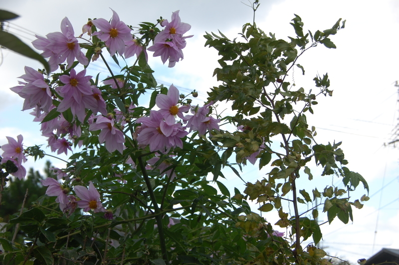 c0108460_17303969.jpg