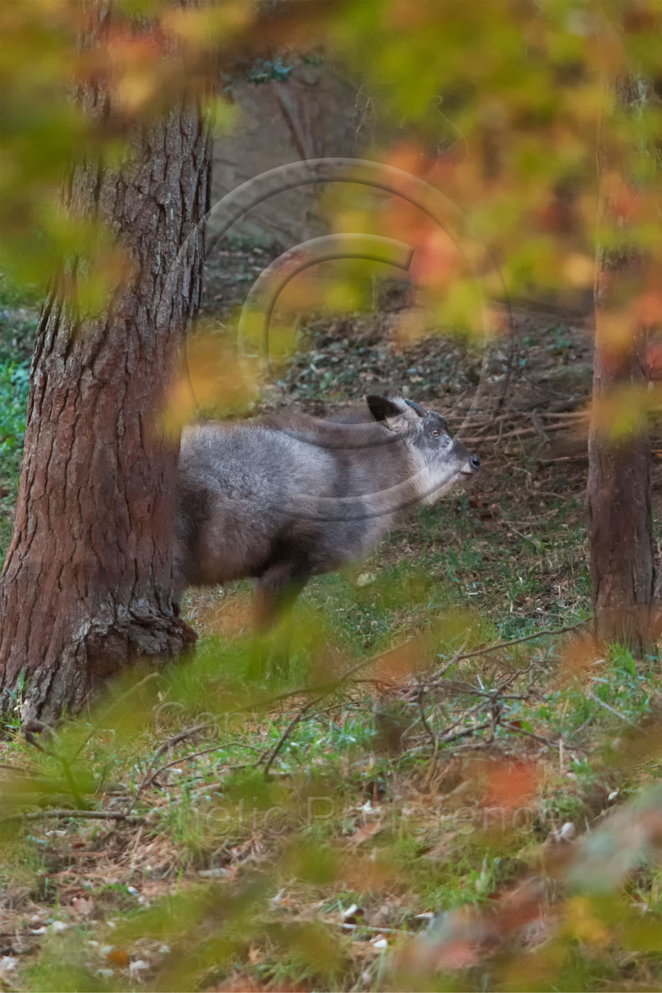 森林植物園2014紅葉の季節 Vol.2_a0111162_19505139.jpg