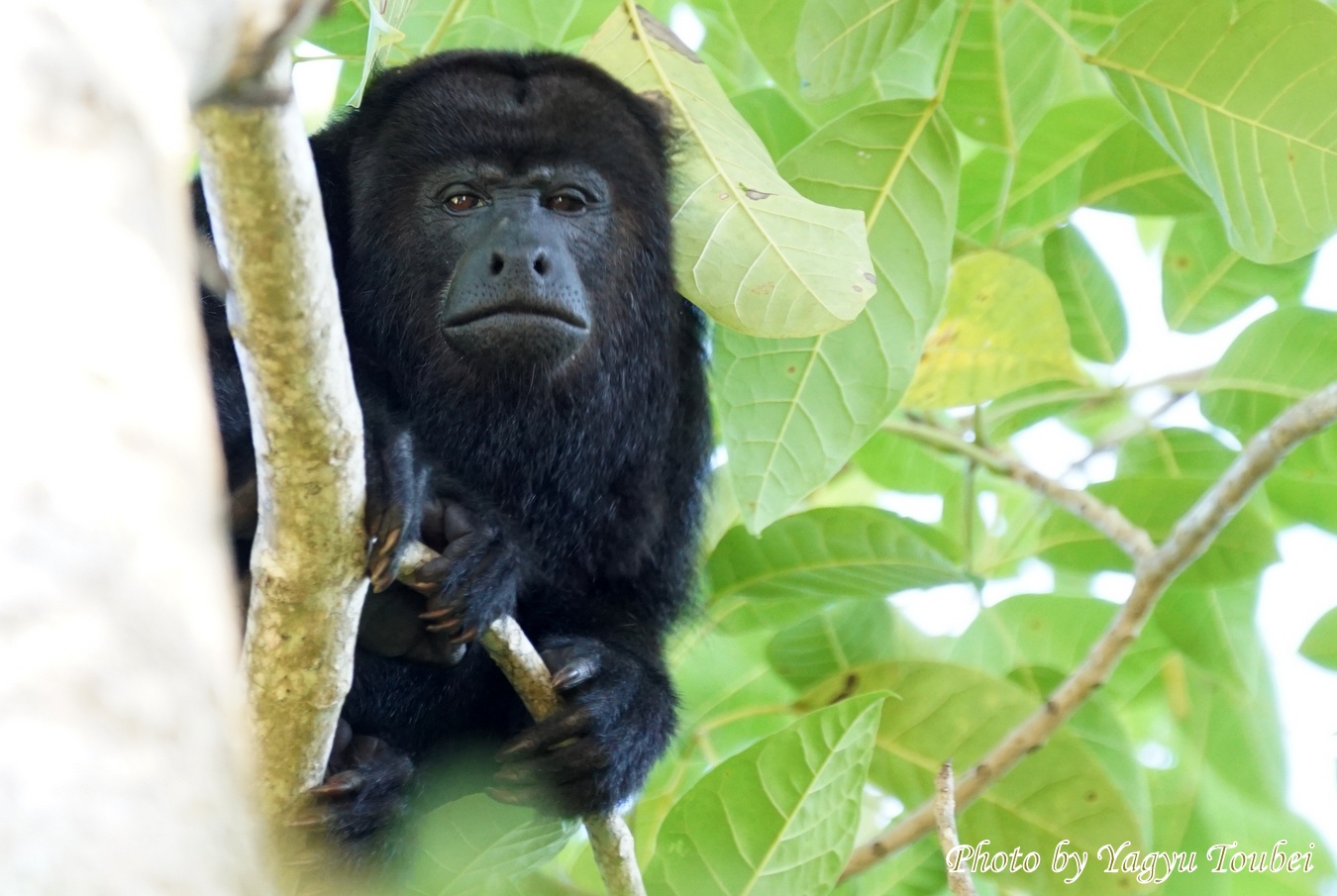 庭木の上のクロホエザル とことん写真
