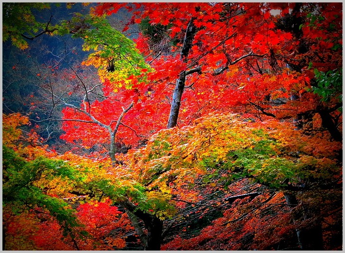 「行こうよ、比叡山」_c0036080_21454854.jpg
