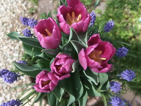 チューリップの花束植え ダブルデッカー 緑のチョーカー