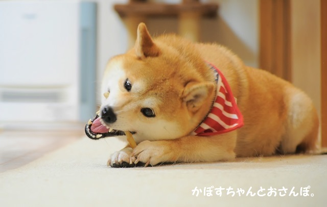 アツアツ弁当_a0126590_23205984.jpg