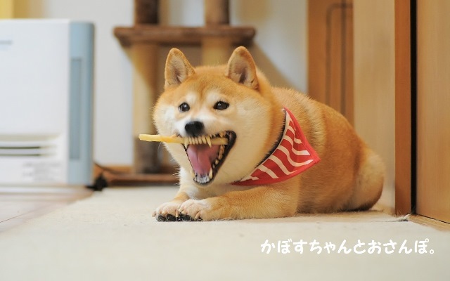 アツアツ弁当_a0126590_23215028.jpg