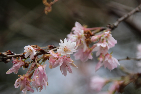 10月桜　　日立製作所中央研究所_f0307097_1175944.jpg