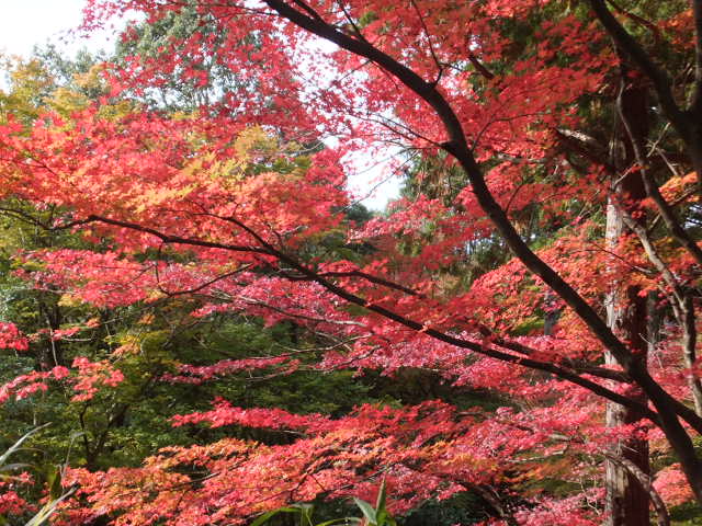 香積寺と飯盛山　～香嵐渓～_a0271502_16132168.jpg