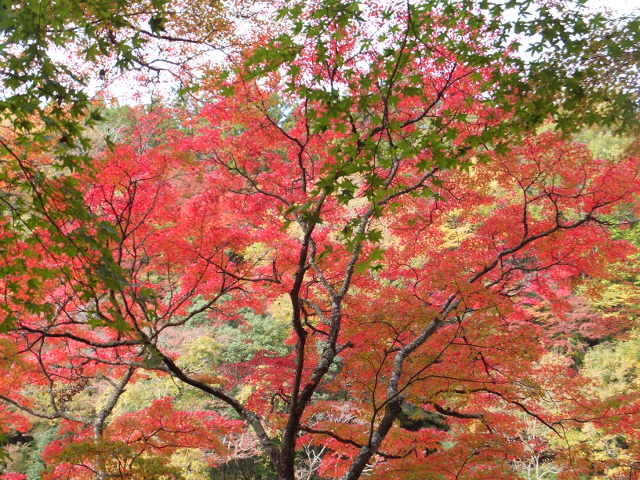 香積寺と飯盛山　～香嵐渓～_a0271502_16382483.jpg