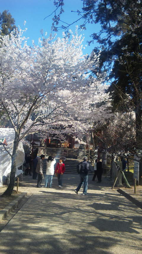 桜６_a0320705_16111241.jpg