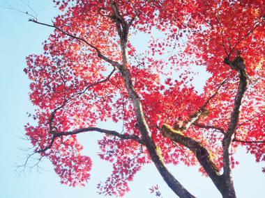 世界遺産「日光の社寺」紅葉情報・終章_a0320705_16154130.jpg