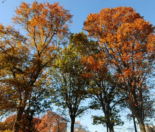 紅葉の美しい晩秋のセントラルパーク_b0007805_2310192.jpg