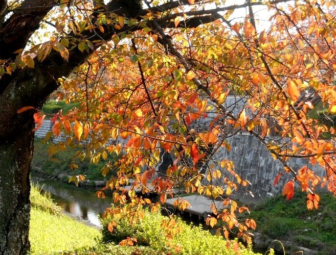 秋の陽の桜紅葉 11．19 : 写録番外編