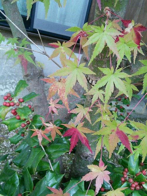 プチ紅葉狩り_b0307008_14291540.jpg