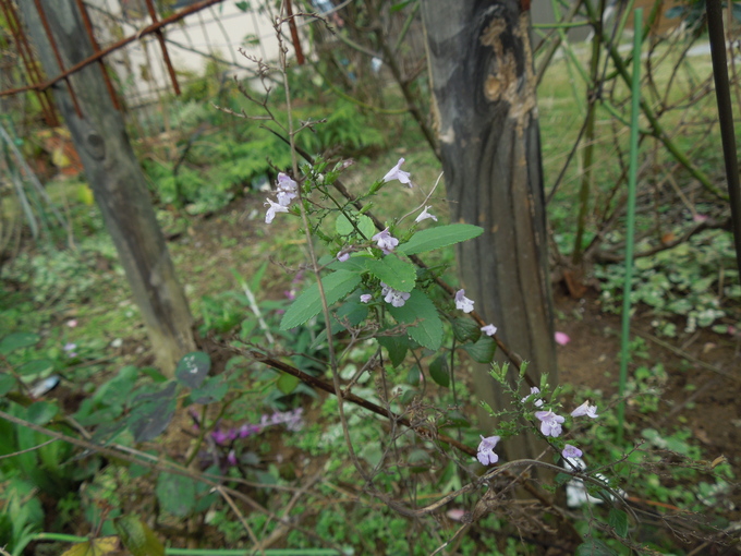f0297809_0475054.jpg