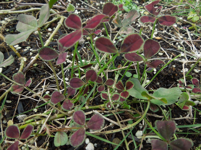 f0297809_0494338.jpg