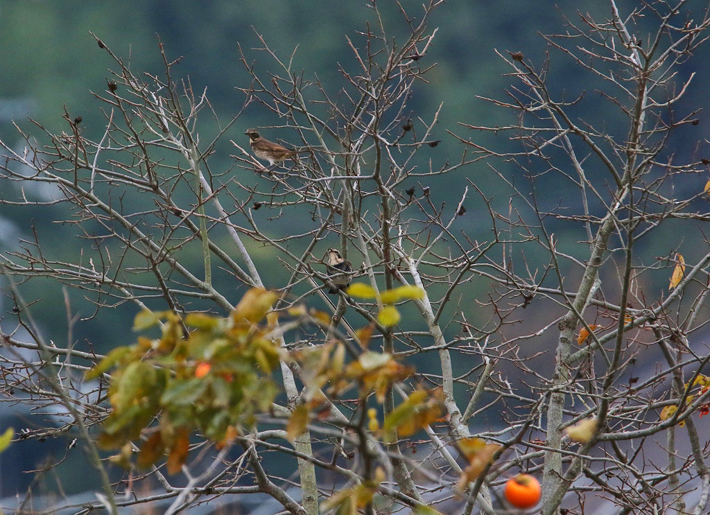 秋色な鳥達_f0221514_2111017.jpg