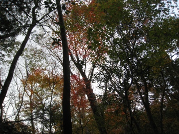 c0077338_621931.jpg
