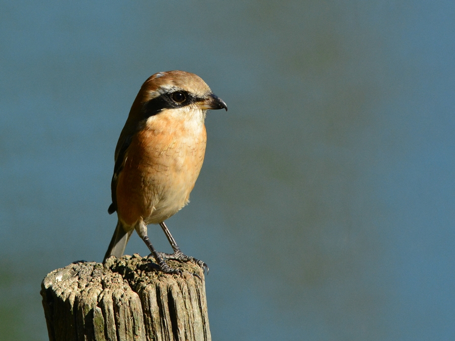 モズ（百舌鳥）/Bull-headed shrike_b0309841_0291586.jpg