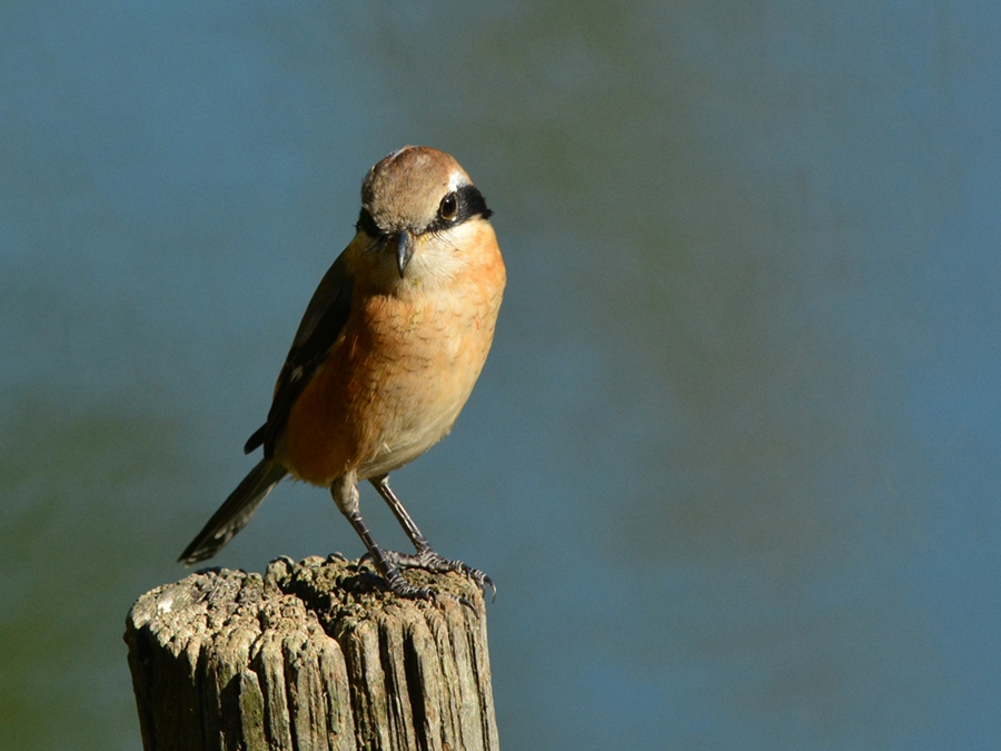 モズ（百舌鳥）/Bull-headed shrike_b0309841_0295557.jpg