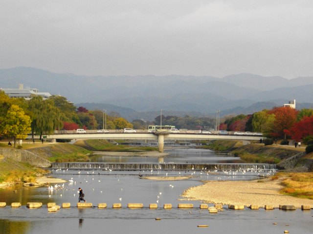 冬の使者 ゆりかもめ_e0230141_1034127.jpg