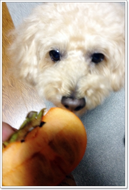 愛犬さんも、甘くて美味しい柿を食べるの？！_c0311342_21193759.jpg